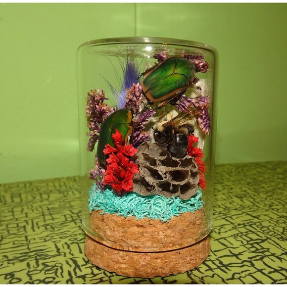 June Bug Bee Wasp Nest & Luna Moth Wing Oddity Dome curiosity taxidermy goth - Picture 5 of 13